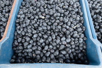 Olives on the sales counter ready for sale. Olives from Gemlik district, Bursa city region harvested in 2022. organic olives.  Turkey. 