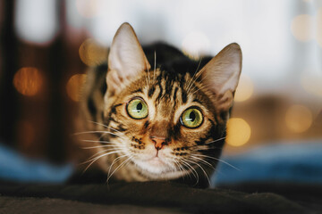 Bengal cat on the background of New Year's lights warm atmosphere of the garland