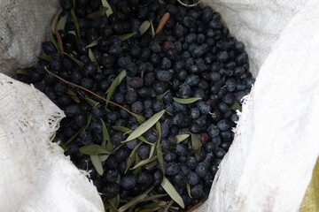 Organic olives. Black olive. olive harvest season, green fresh olives ready for olive oil extraction, closeup to tools used as well traditional organic cultivation
