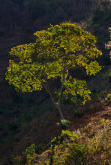 Árvore (planta) | Tree