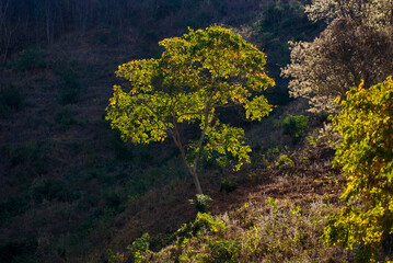Árvore (planta) | Tree