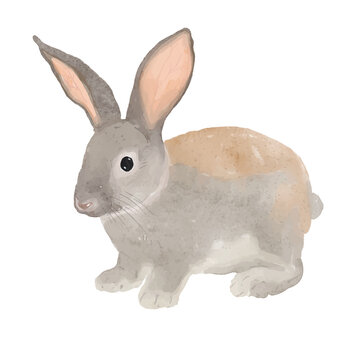 Rabbit or bunny hand painted watercolor illustration isolated on white background.