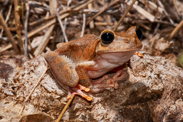 Perereca-olhos-de-esmeralda (Boana crepitans) | Emerald-eyed Tree Frog