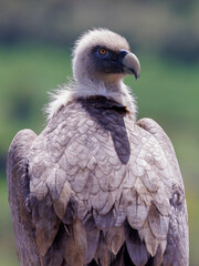 Portrait of a griffon vulture perched on the edge of a cliff, Provence