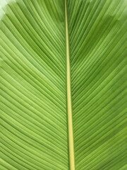 Vertical shot of green leaf close-up background, use space for text or photo backdrop design.
