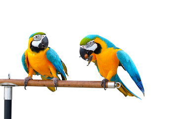 Fototapeta na wymiar Blue and gold macaw parrot perched on a branch isolated on transparent background png file