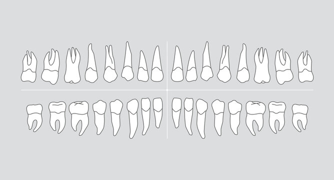 Human dentition infographic chart with teeth isolated on grey background, vector illustration.