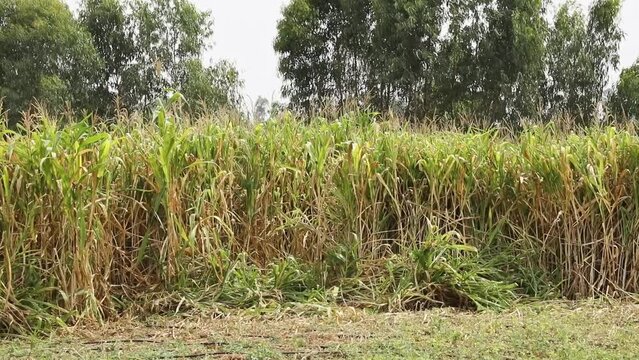 Phragmites australis or arundo donax reed moving with wind