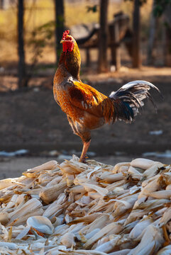 Galo (Gallus gallus domesticus) | Chicken