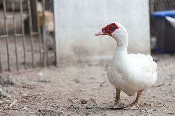 The white duck in farm thailand