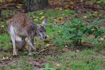 Naklejka na ściany i meble The kangaroo is stay and eat grass in garden