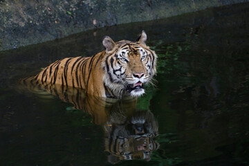 Naklejka na ściany i meble Close up Indochinese tiger is beautiful animal and dangerous