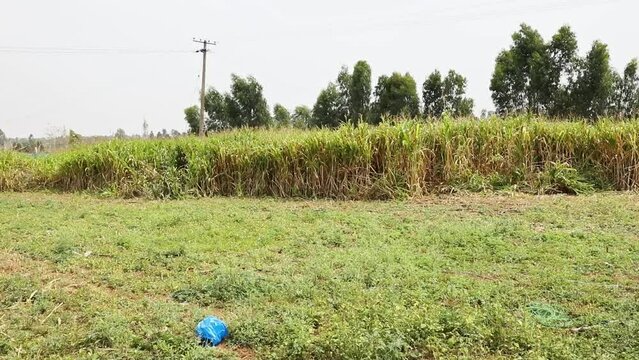 Phragmites australis or arundo donax reed moving with wind