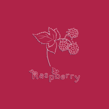 Contour raspberries for wallpaper