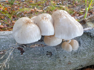 porcelain fungus also porcelain mushroom (in german Buchen-Schleimrübling also Beringte Schleimrübling) Mucidula mucida also Oudemansiella mucida