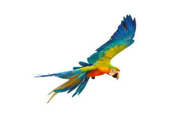 Colorful Catalina parrot flying isolated on transparent background png file