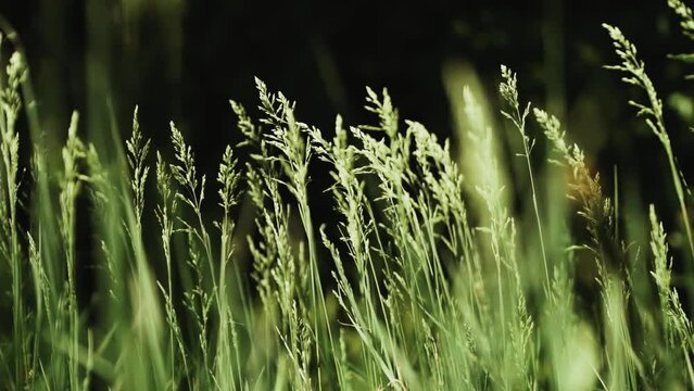 Summer meadow with long grass gently blowing in the wind, slow motion shot.