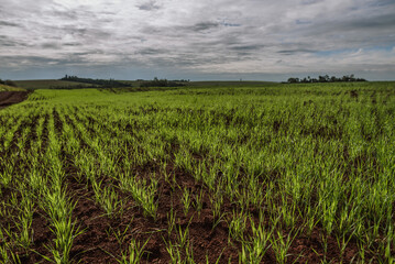field of corn and clouded sky