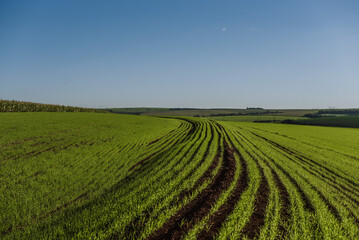 Fototapeta na wymiar drone view of a cornfield and blue sky