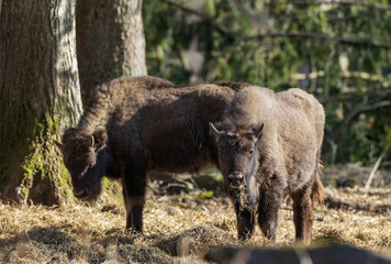 Two European Bison (Bison bonasus) calves in sunlight