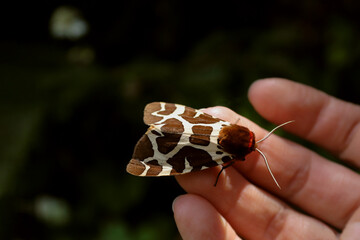 Arctia caja. Garden tiger moth. Butterfly on the hand.