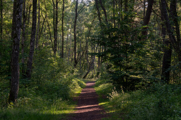 View of a path in a deciduous forest on a sunny summer day, Curonian Spit, Kaliningrad region, Russia