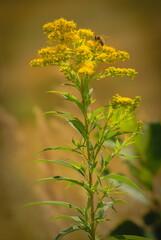 Canadian goldenrod (Solidago canadensis) blooming in summer.
