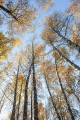 Yellow birch forest from below sky view. Autumn.