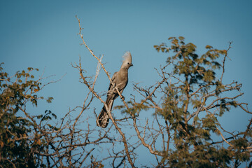 Graulärmvogel (Corythaixoides concolor) in einem Busch in der Morgensonne, Erongo Gebirge, Namibia