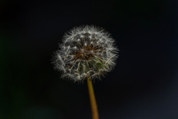 dandelion head