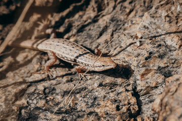 Streifenskink (Trachylepis striata) auf einem Felsen, Damaraland, Namibia