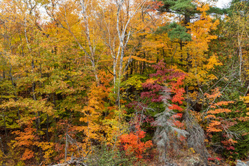 Trees with fall colors  near Sainte Ursule Waterfall. Canada.