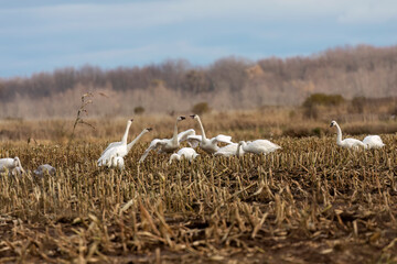 Flock of trumpeter swan (Cygnus buccinator) on the field during migration. Beautiful  North American species of swan. Native species of north America.