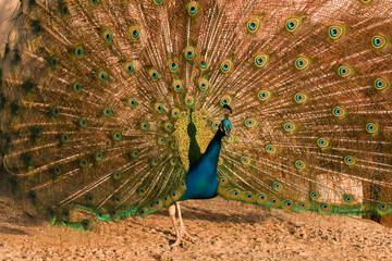 Peacock kept as a pet on a remote farm in Bushmanland, Northern Cape, South Africa