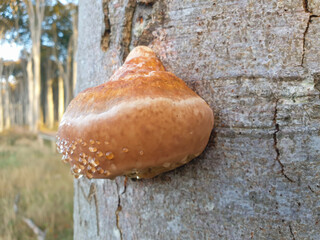 red band fungus also red-banded polypore (in german Rotrandiger Baumschwamm) Fomitopsis pinicola