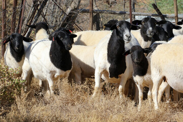 Boesmanlander breed of sheep on a remote farm in Bushmanland, Northern Cape, South Africa