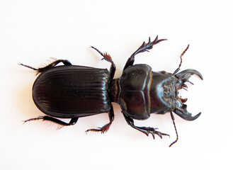 Predatory black beetle isolated on white. Scarites buparius macro close up, carabidae, collection beetles, insects, entomology