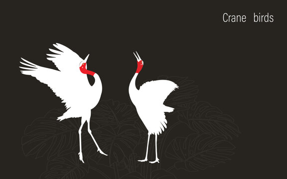 Stylized dancing white crane birds. The silhouette of a pose crane birds on a white background. Vector illustration