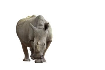 Keuken spatwand met foto Formidable of rhinoceros isolated on transparent background. © Passakorn