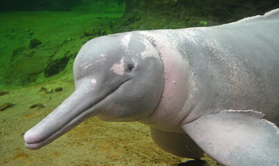 Amazon river dolphin close-up