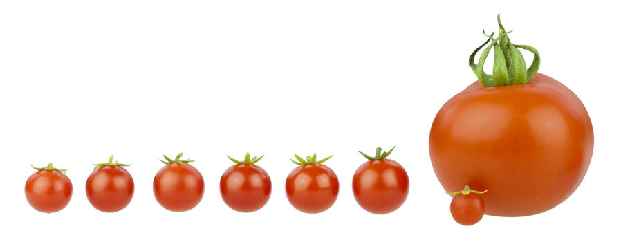 Tomato covey. Seven little cherry tomatoes with a big one, PNG isolated on transparent background