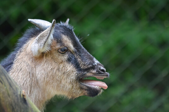 Bleating goat portrait