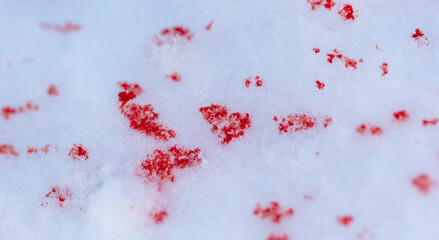 Red blood on white snow