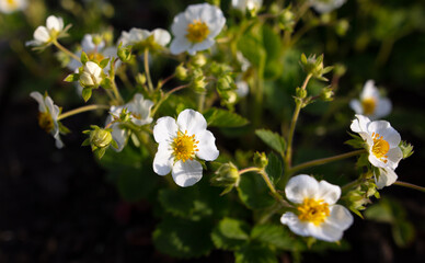 Fototapeta na wymiar White flowers on strawberries in the vegetable garden.