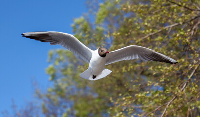 Portrait of a seagull in flight on a background of trees