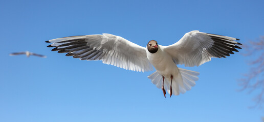 Portrait of a seagull in flight against the sky.