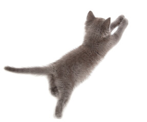 Gray kitten is playing isolated on a white background.