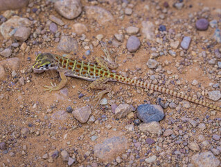 Close up picture of a cute little lizard in the US Sun