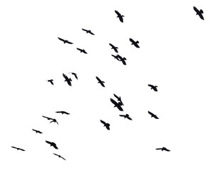 Flock of raven birds isolated on white