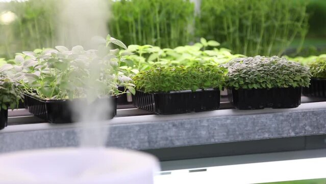 Modern white humidifier humidifies the air on the micro greenery farm. Increasing the level of comfort and humidity in the room for proper plant growth. Ultrasonic steam technology.